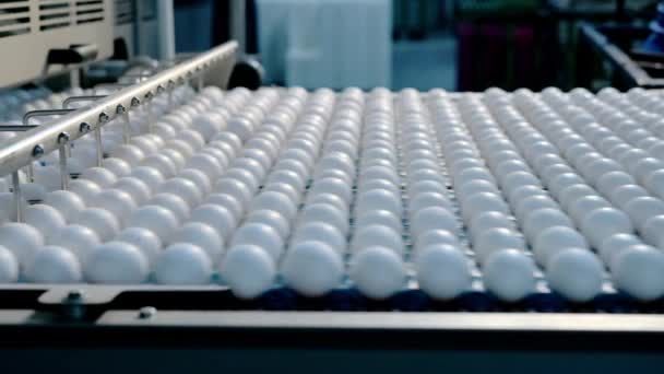 Produksi konveyor industri telur pabrik unggas — Stok Video