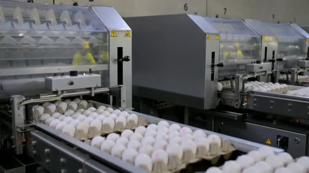 Výroba vaječných výrobků drůbežářský dopravník — Stock video