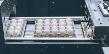 Yumurta fabrikası kümes hayvanı üretimi