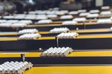 Yumurta fabrikası kümes hayvanı üretimi