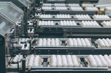 Yumurta fabrikası kümes hayvanı üretimi