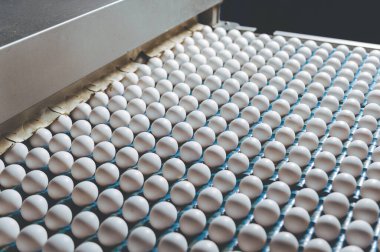 Yumurta fabrikası kümes hayvanı üretimi