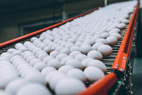 Industria de la industria del huevo producción de transportadores de aves — Foto de Stock