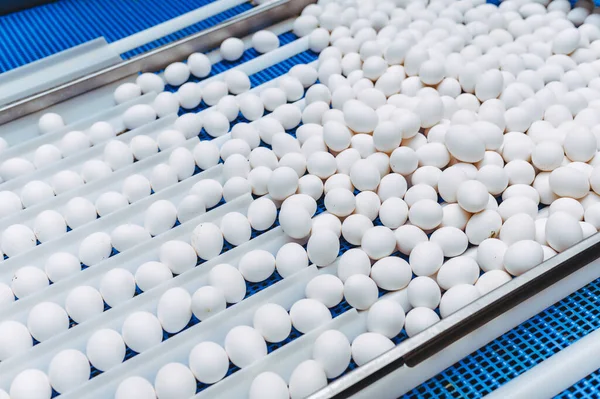 Industria de la industria del huevo producción de transportadores de aves — Foto de Stock