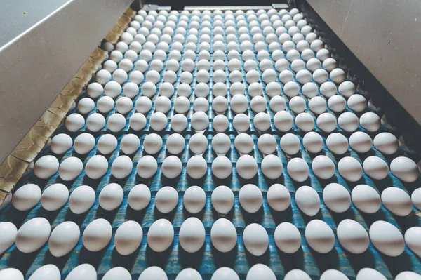 Παραγωγή μεταφορέων πουλερικών της βιομηχανίας αυγών — Φωτογραφία Αρχείου