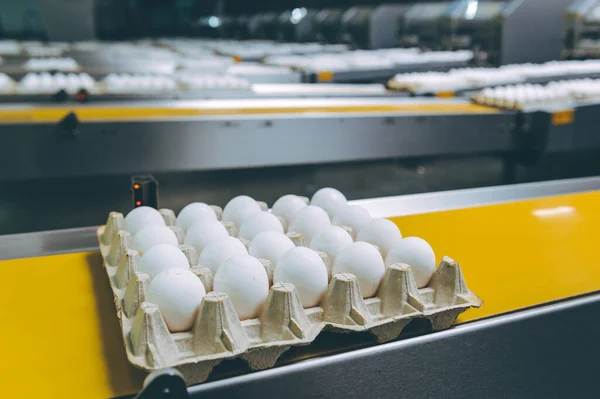 egg factory industry poultry conveyor production