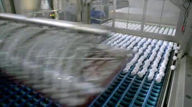 Yumurta fabrikası kümes hayvanı üretimi