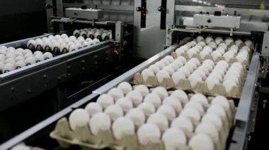 Yumurta fabrikası kümes hayvanı üretimi
