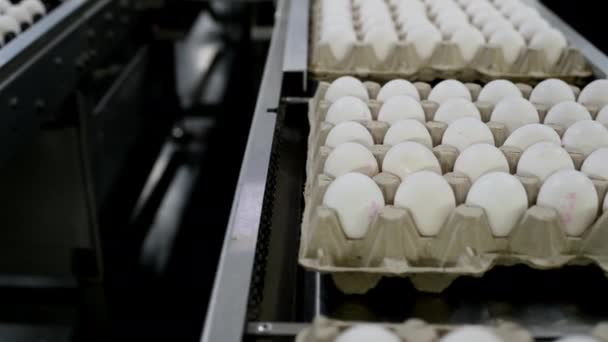 Industria de la industria del huevo producción de transportadores de aves — Vídeos de Stock