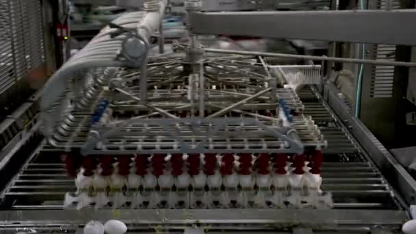 卵工場養鶏コンベアの生産 — ストック動画