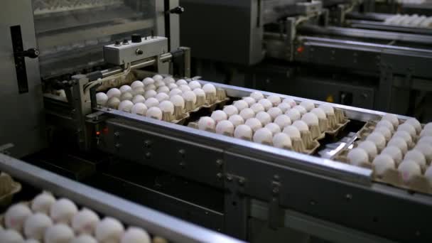 Egg factory industry poultry conveyor production — Stock Video
