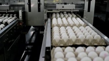 Yumurta fabrikası kümes hayvanı üretimi