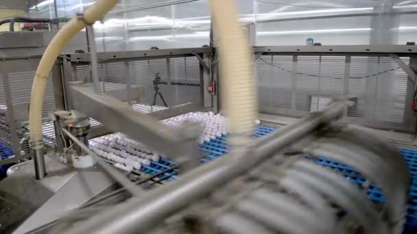 Egg factory industry poultry conveyor production — Stock Video