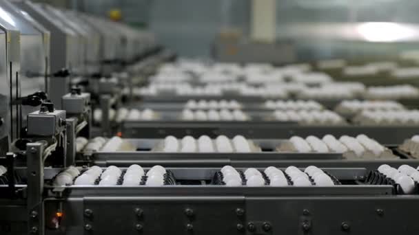 Egg factory industry poultry conveyor production — Stock Video