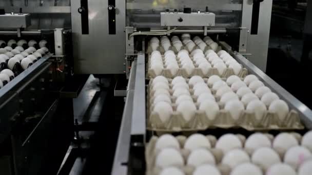 Industria de la industria del huevo producción de transportadores de aves — Vídeos de Stock