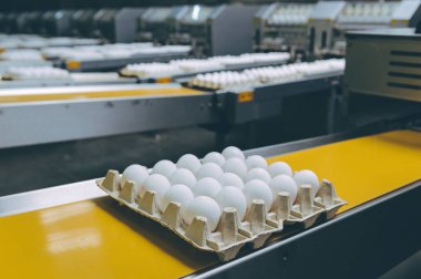 Yumurta fabrikası kümes hayvanı üretimi