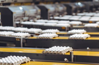 Yumurta fabrikası kümes hayvanı üretimi