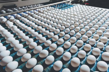 Yumurta fabrikası kümes hayvanı üretimi