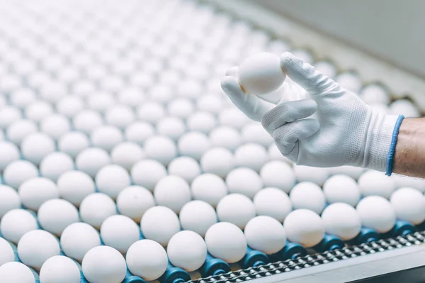 Industria de la industria del huevo producción de transportadores de aves — Foto de Stock