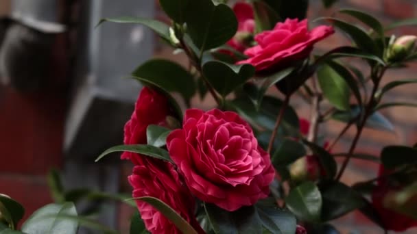 Κόκκινη Καμέλια Λουλούδια Ωραίο Λουλούδι Στον Άνεμο Όμορφο Λουλούδι Καμελιών — Αρχείο Βίντεο