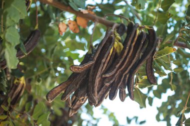 taze carobs demet carobs şube ağaca astı