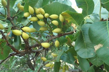 Menengiç vera grup bir fıstık dal ağaç üzerinde