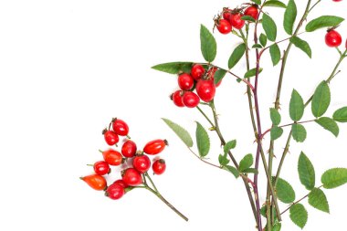 köpek rose hips ve beyaz arka plan üzerinde bitkisel