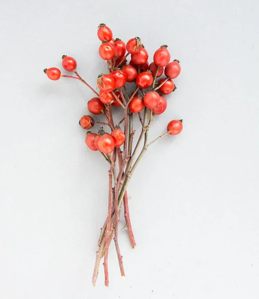 Ramo Grupo Rosehips Tipos Rosa Canina Quadris Óleo Essencial Composição — Fotografia de Stock