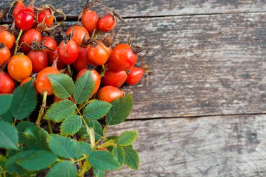 Grup şube kuşburnu, Rose'un köpek türleri Rosa canina kalça. Şifalı bitkiler ve otlar kompozisyon 