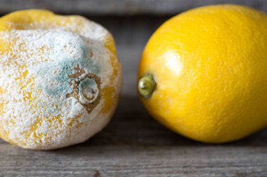 Taze ve çürük limon. kalıp tahta arka plan ile meyve 