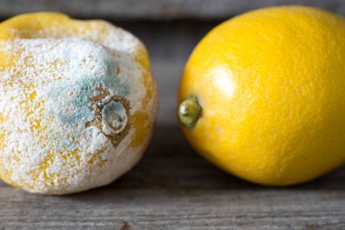 Fresh and rotten lemon. fruit with mold on wooden background  clipart