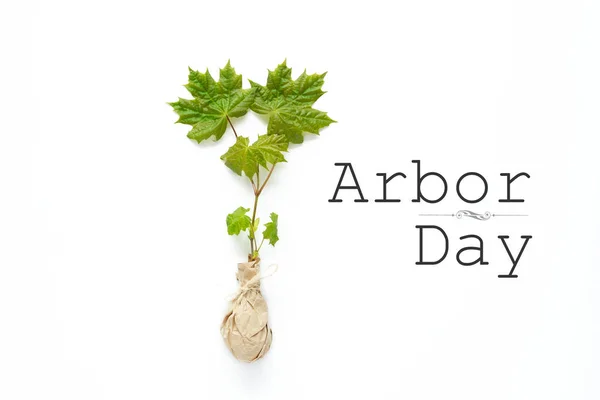 Young Tree Seedlings Arbor Day Space Text — Stock Photo, Image