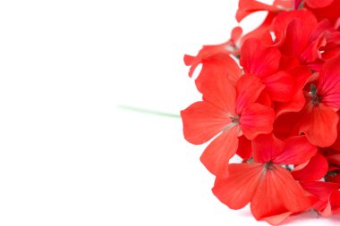 kırmızı Pelargonium, bahçe sardunya, zonal sardunya Çiçekler beyaz izole
