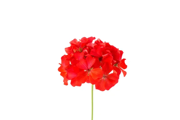 Rosso Pelargonio Geranio Giardino Geranio Zonale Fiori Isolati Bianco — Foto Stock