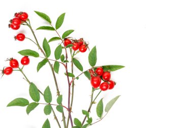 gül kalça dalı Rosa canina beyaz izole