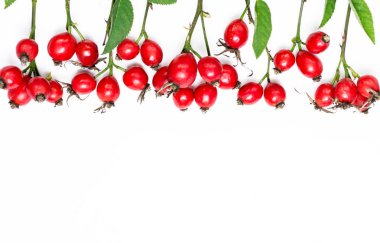 gül kalça dalı Rosa canina beyaz izole