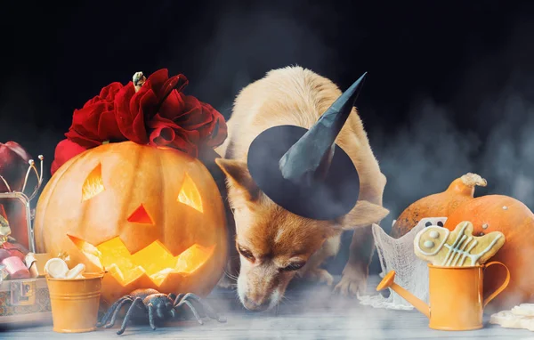 Charmant Petit Chien Chapeau Sorcière Entouré Halloween Citrouille Tête Jack — Photo