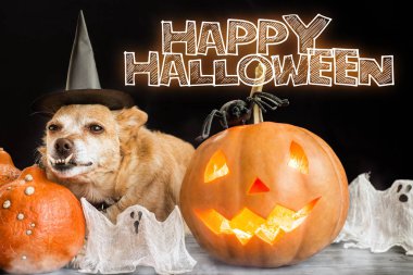 Cadılar Bayramı kabak baş jack fener, örümcekler ve süslemeleri davranır çevrili cadı kostümü büyüleyici küçük köpek