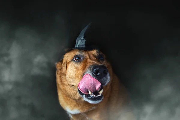 Golden retriever funny dog wearing a witch hat, Halloween Jack o Lantern background in the fog.