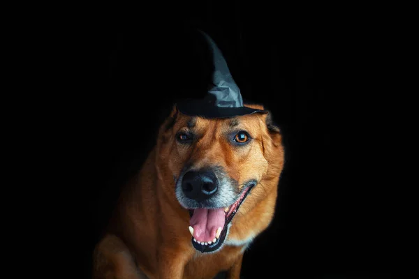 Golden Retriever Funny Dog Wearing Witch Hat Halloween Jack Lantern — Stock Photo, Image