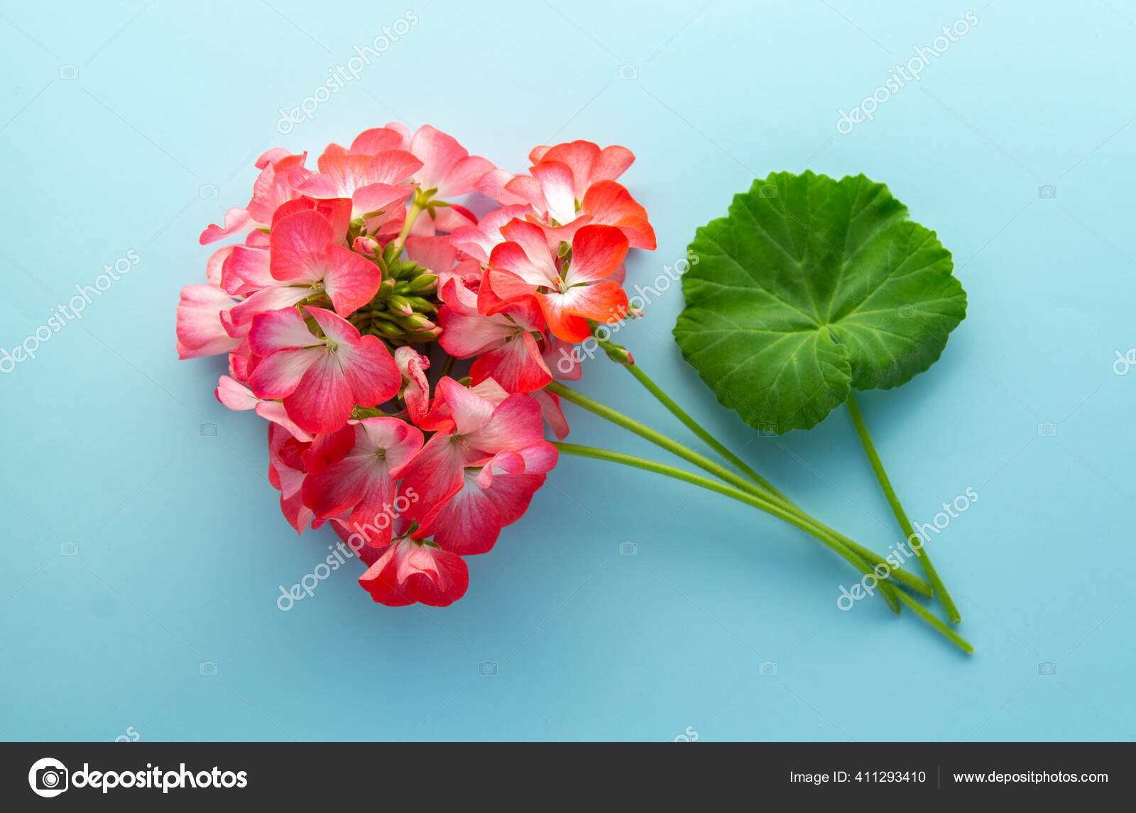 Delicada Flor Pelargonium Gerânio Jardim Gerânio Zonal Flores Óleo Aroma  fotos, imagens de © romatitov626.gmail.com #411293410