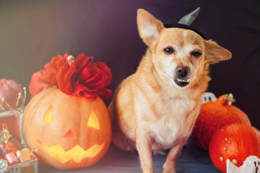 Cadı şapkası takan komik köpek, cadılar bayramı balkabağı balkabağı ve sisli bir arka plan. Mumların, örümceklerin, cadılar bayramı şakalarının ya da süslemelerinin etrafında