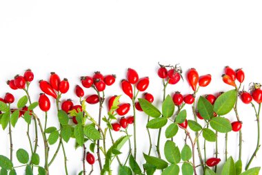 Köpek gülü, bir demet Rosehips, Rosa canina kalçası ve bitkisel çay - şifalı bitkiler bileşimi