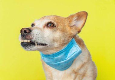 Enfeksiyon veya hava kirliliğinden korunmak için sağlık maskesi takan bir köpek.