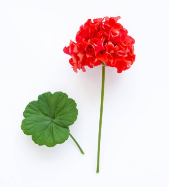 Narin çiçek Pelargonium, bahçe sardunyası veya zonal sardunya çiçekleri, beyaz arkaplanda kozmetik aroma yağı