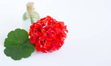 Narin çiçek Pelargonium, bahçe sardunyası veya zonal sardunya çiçekleri, beyaz arkaplanda kozmetik aroma yağı