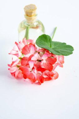 Narin çiçek Pelargonium, bahçe sardunyası veya zonal sardunya çiçekleri, beyaz arkaplanda kozmetik aroma yağı