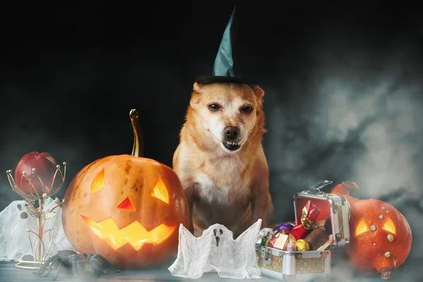 Drôle Chien Portant Chapeau Sorcière Halloween Jack Lanterne Citrouille Sur — Photo