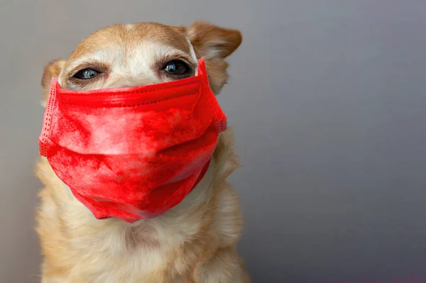 dog wearing a medical face mask to protect herself from infection or air pollution