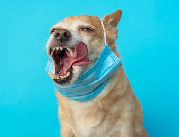 Hund Trägt Einen Medizinischen Mundschutz Sich Vor Infektionen Oder Luftverschmutzung — Stockfoto